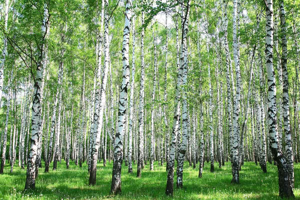 Fotobehang sierlijk, naar de hemel berken