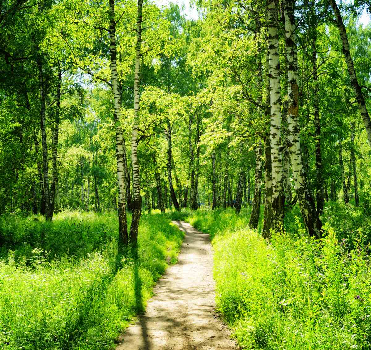 Fotobehang pad omgeven door groene bomen