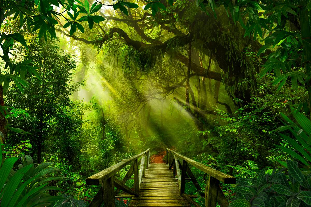 Fotobehang een brug diep in het bos