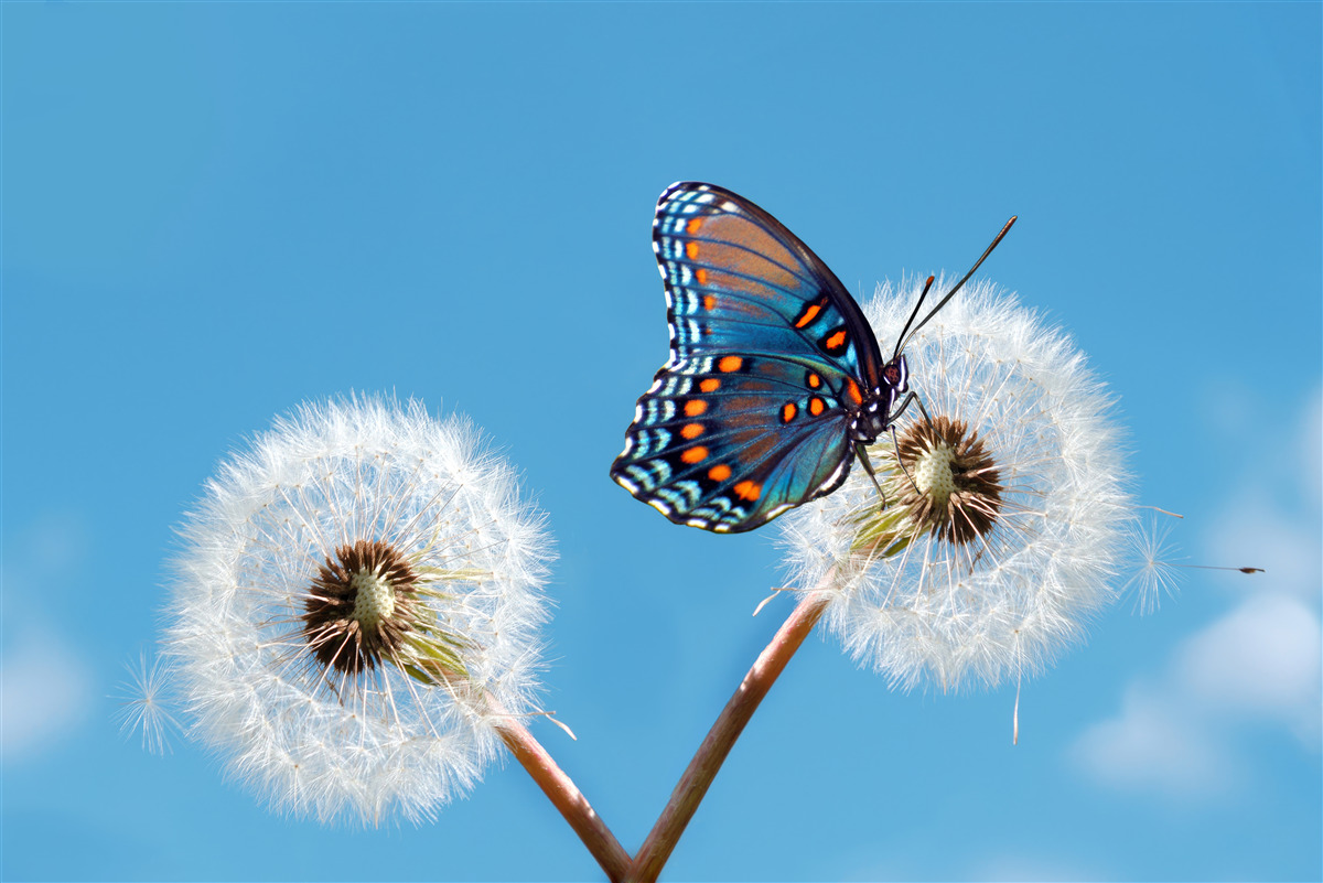 Fotobehang een vlinder zit op een verdorde paardenbloem