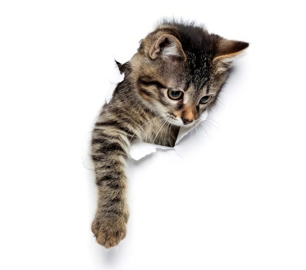 Fotobehang een katje komt tevoorschijn uit een witte muur