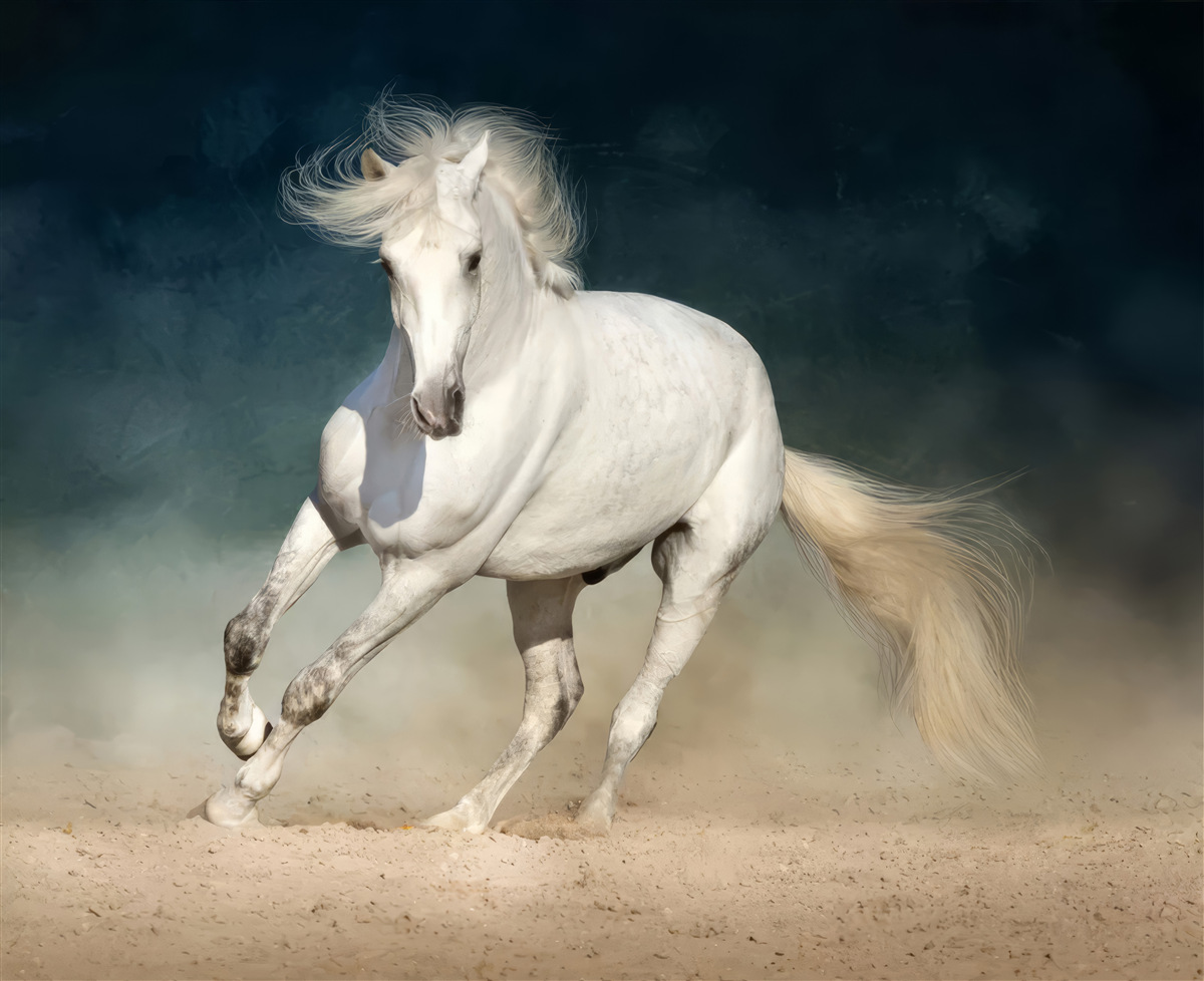 Fotobehang witte paardenren