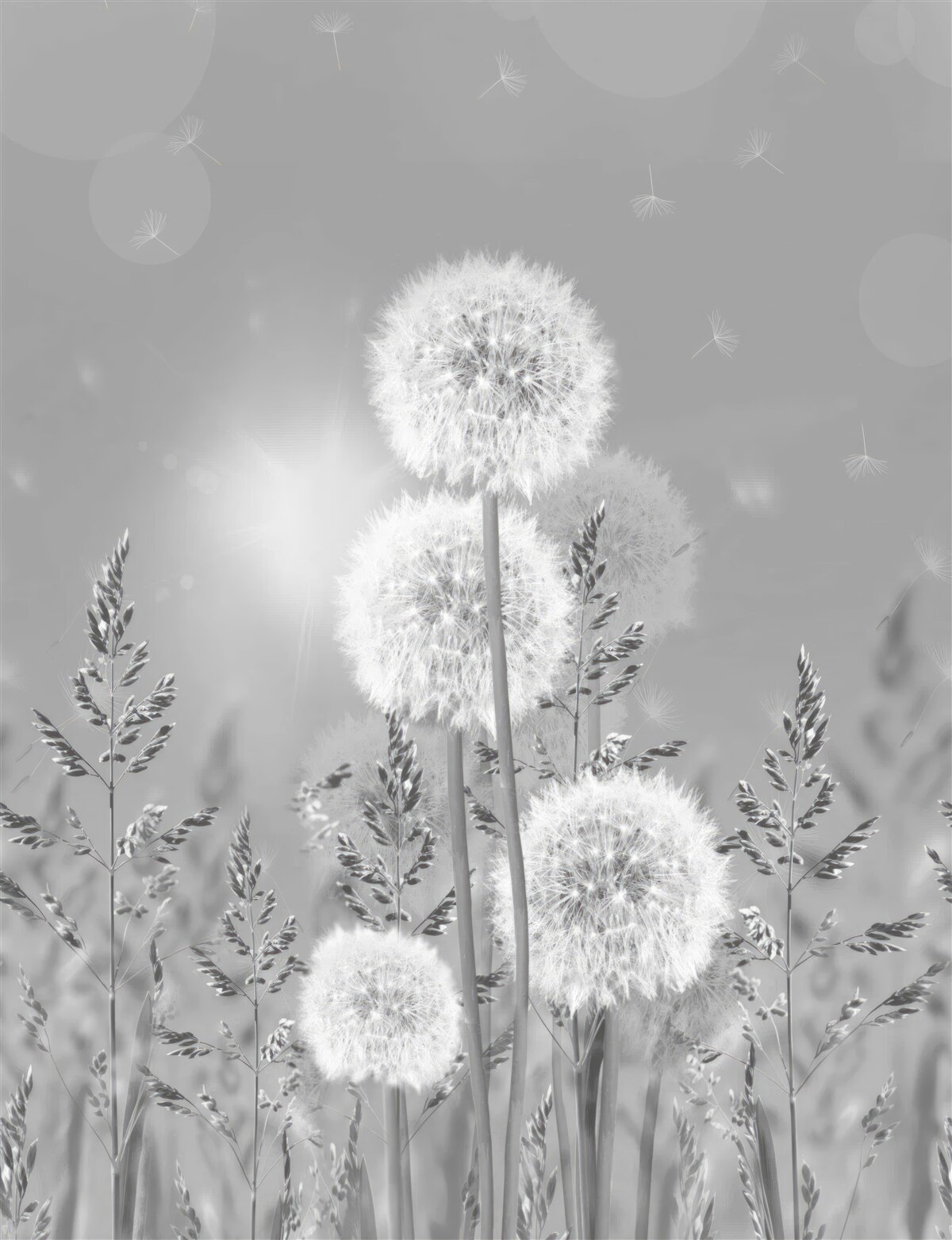Fotobehang paardenbloemen in zwart-wit tinten