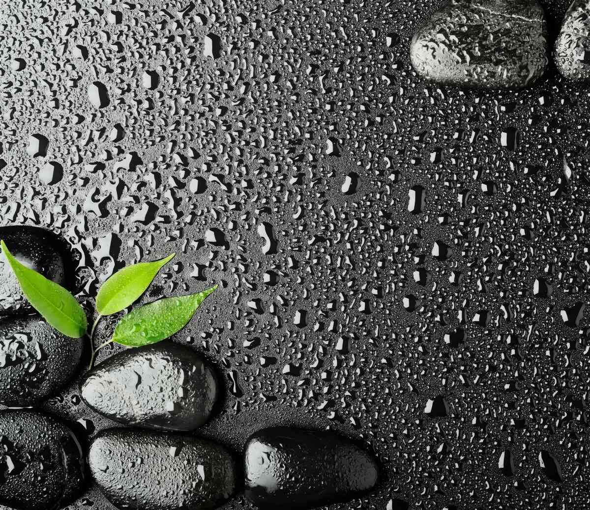 Fotobehang groene bladeren en zwarte stenen