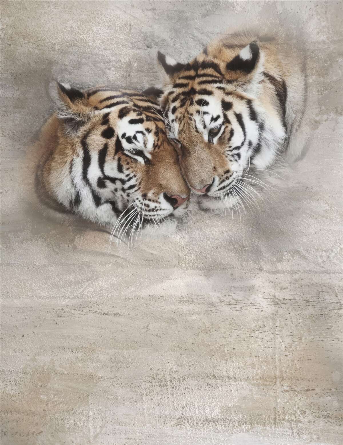 Fotobehang twee tijgers die zich aan elkaar vastklampen