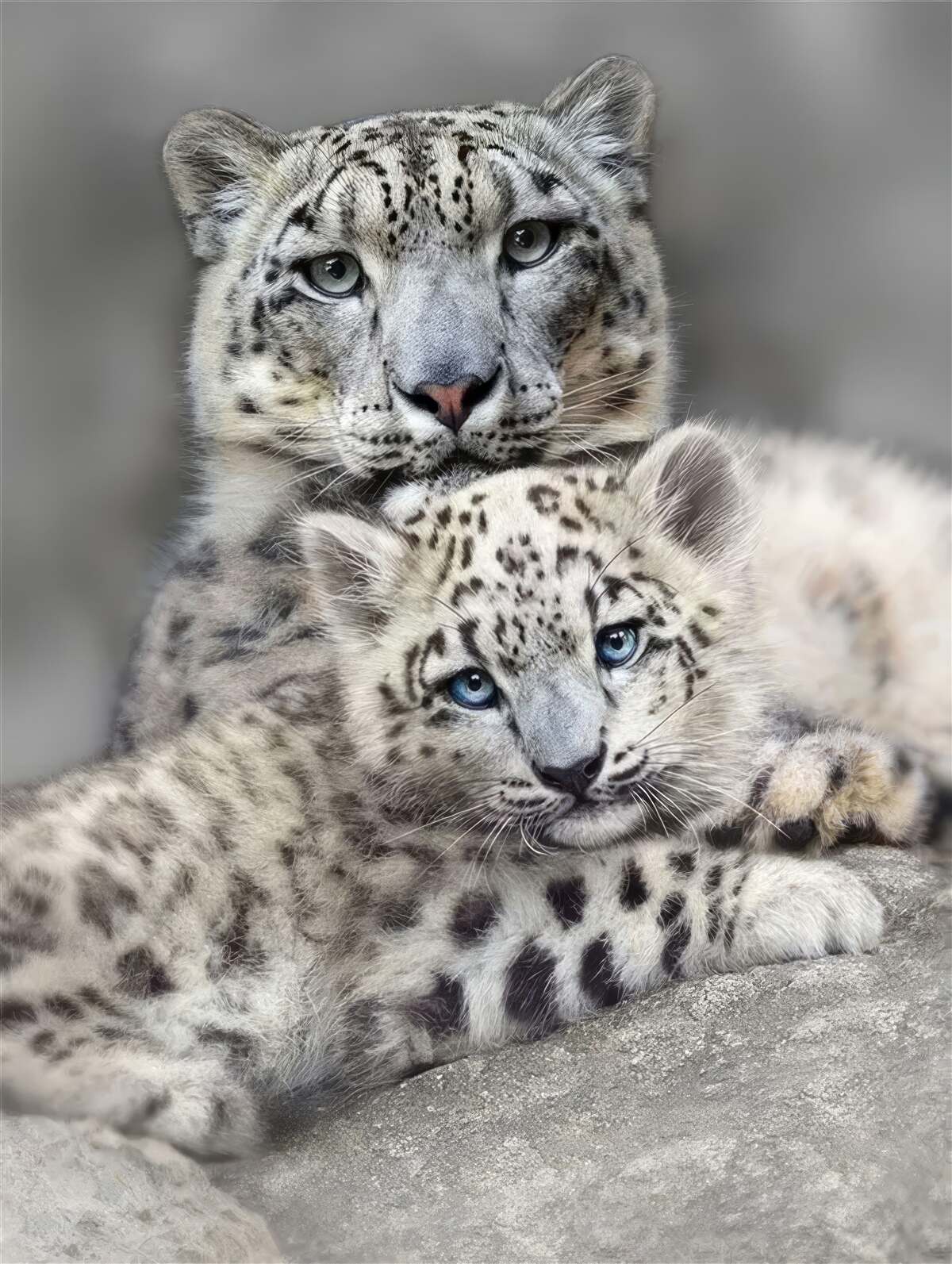 Fotobehang luipaard met zijn welp