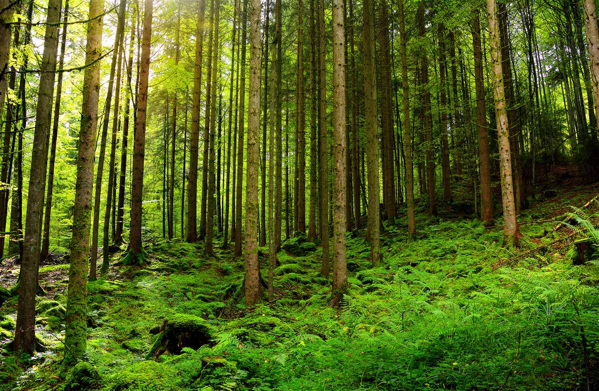 Fotobehang de zonnestralen dringen door het bos