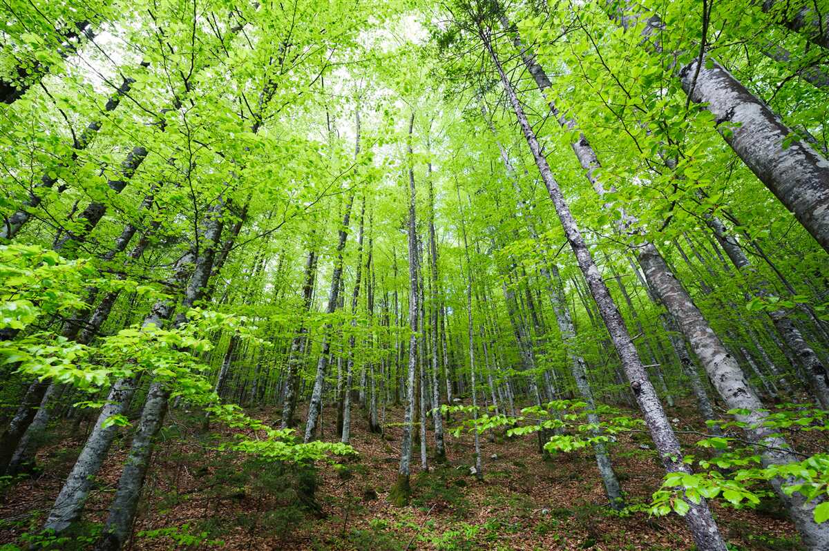 Fotobehang de groene kronen van de bomen in het bos schijnen helder