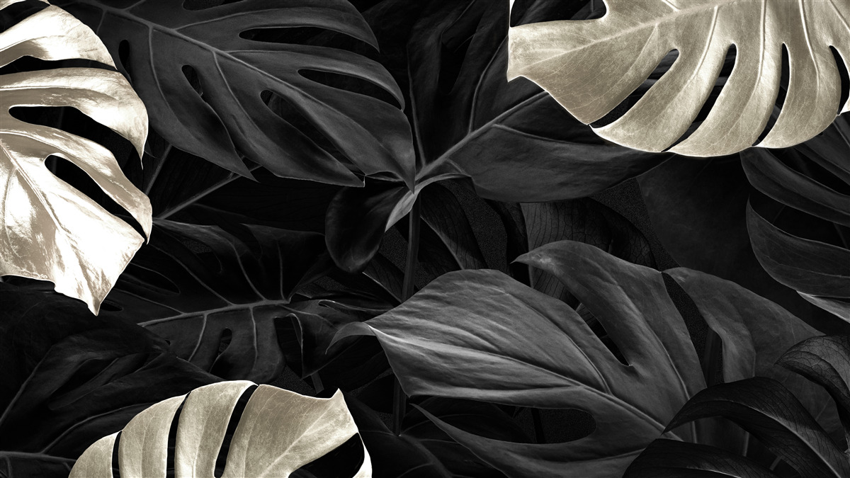 Fotobehang Sneeuwwitte monstera bladeren op een zwarte achtergrond