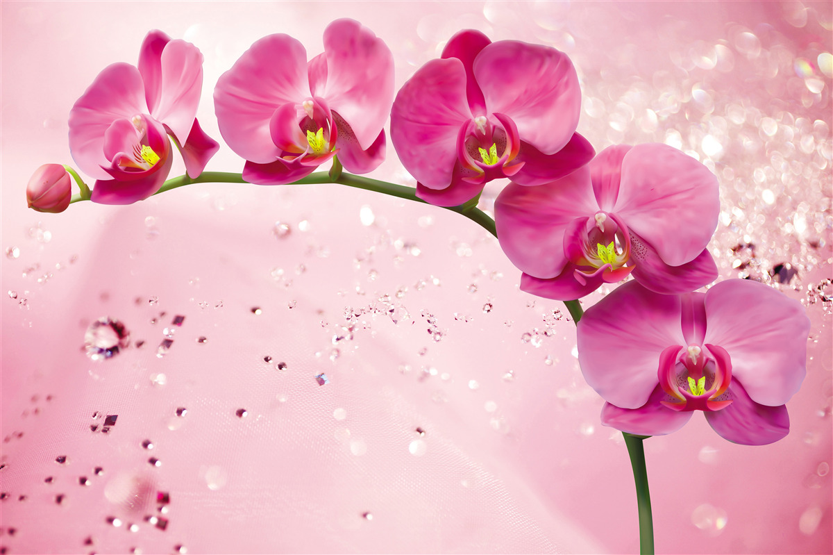 Fotobehang rode orchidee op een tak