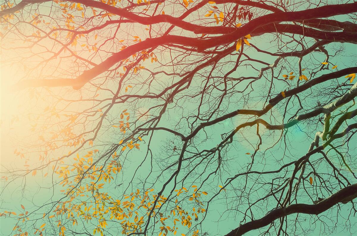 Fotobehang Boomtakken steken af tegen de lucht