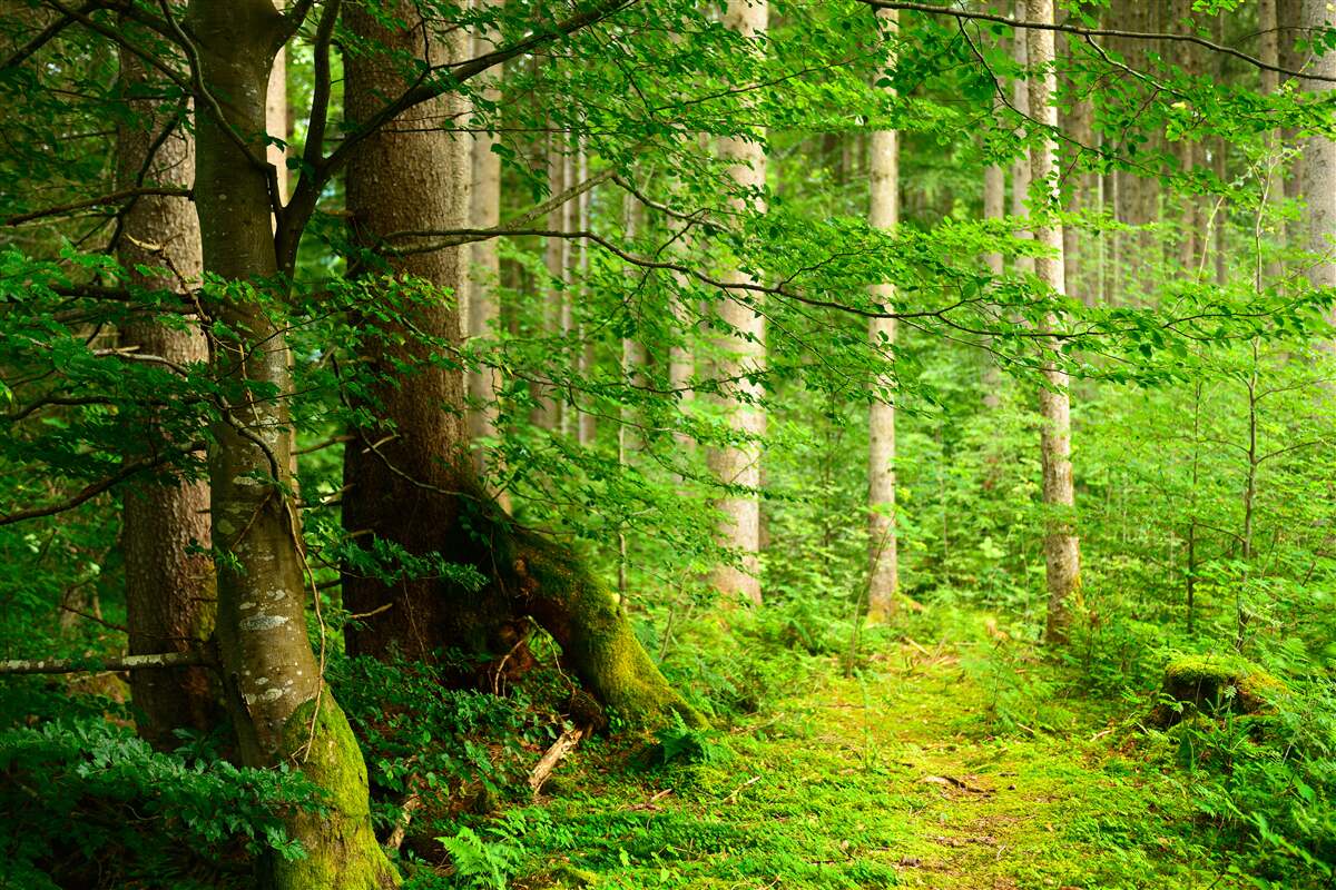 Fotobehang weelderig groen zomerbos