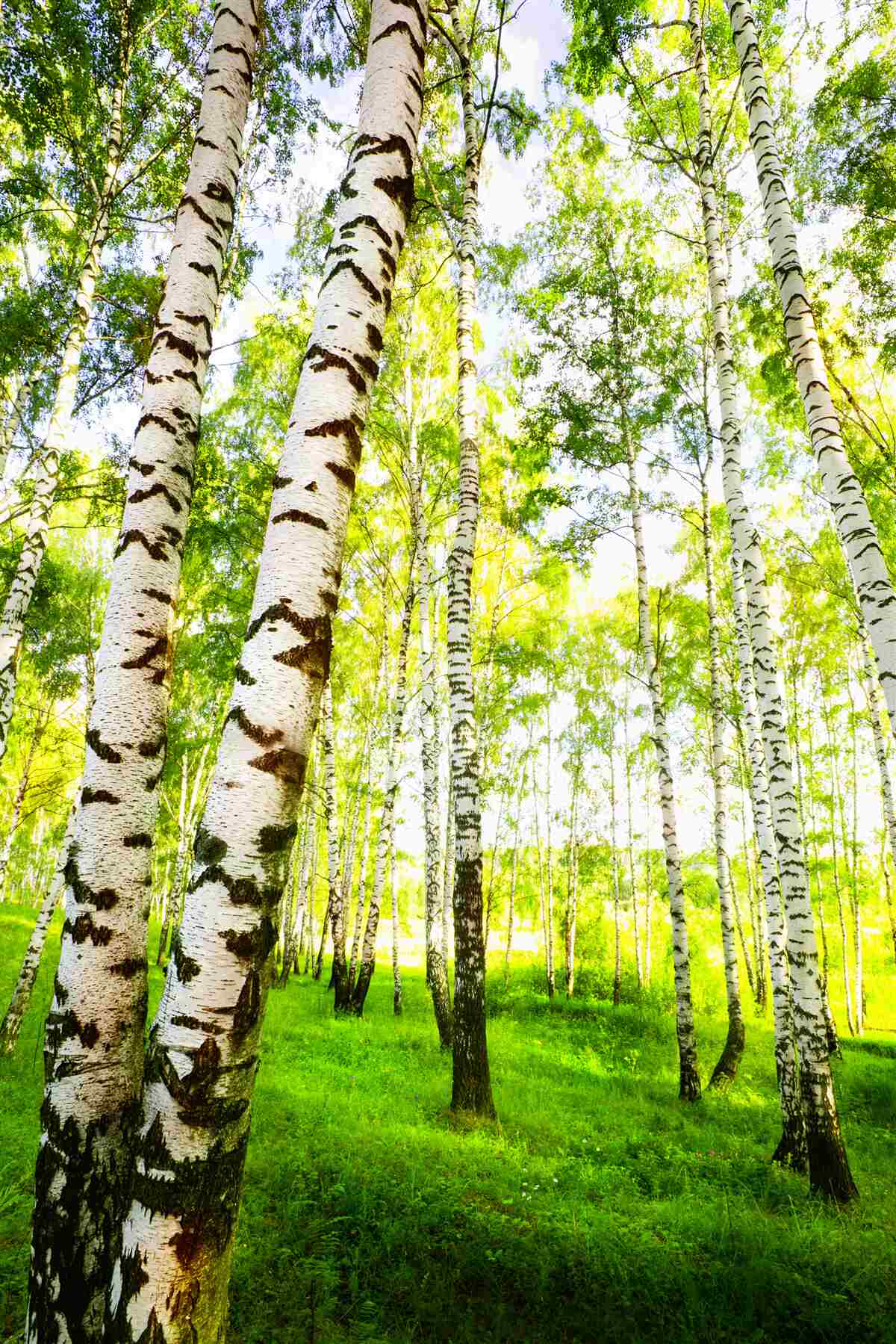 Fotobehang een zomers bosje van slanke berken