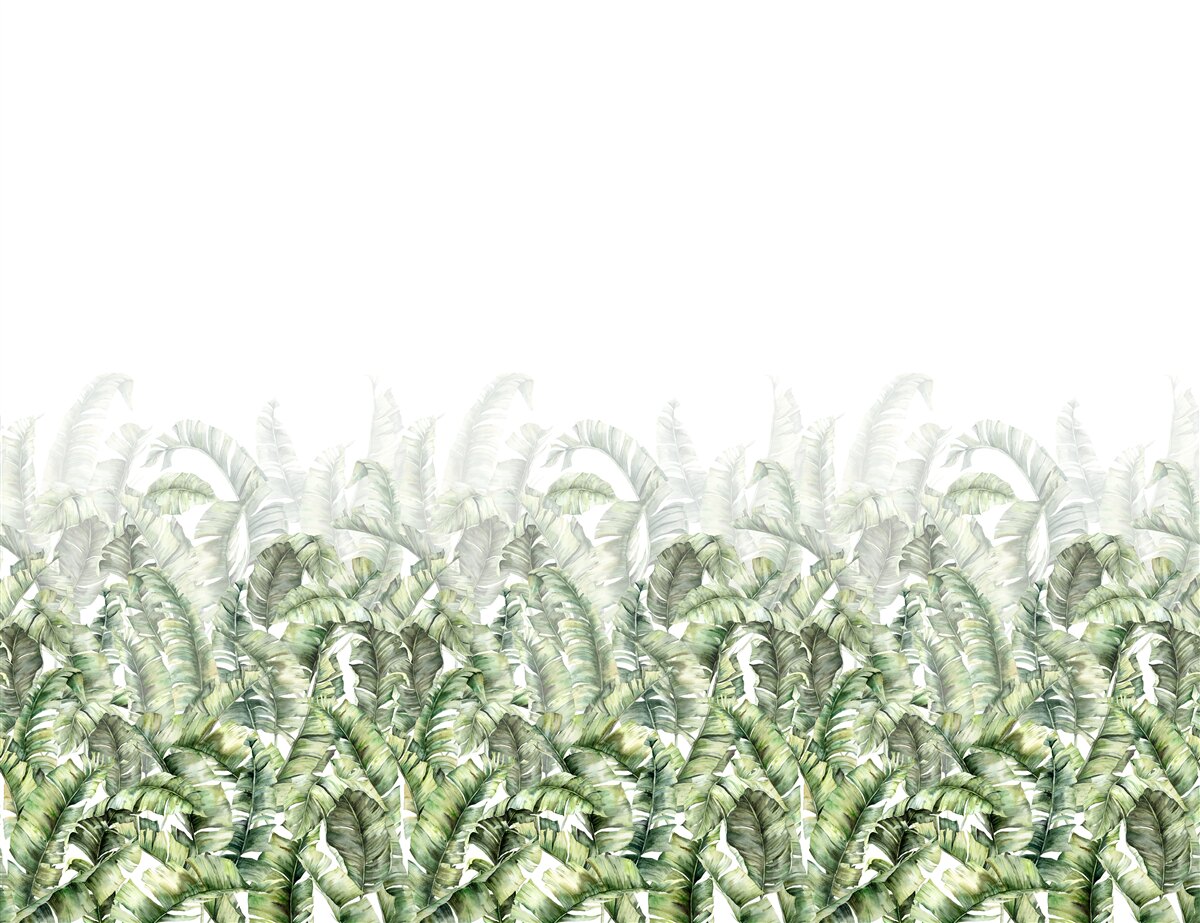 Fotobehang dichte witte varen en mist