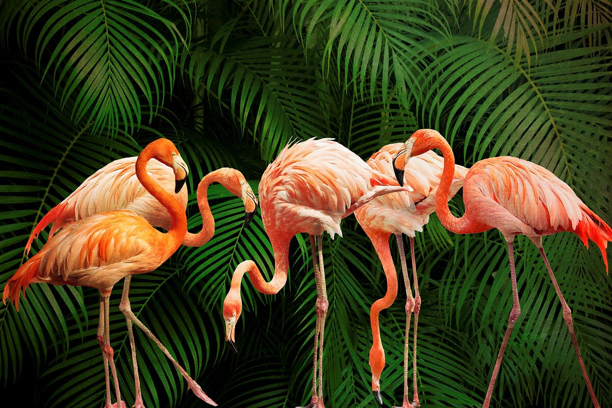 Fotobehang roze flamingo's in een bos met groene bomen