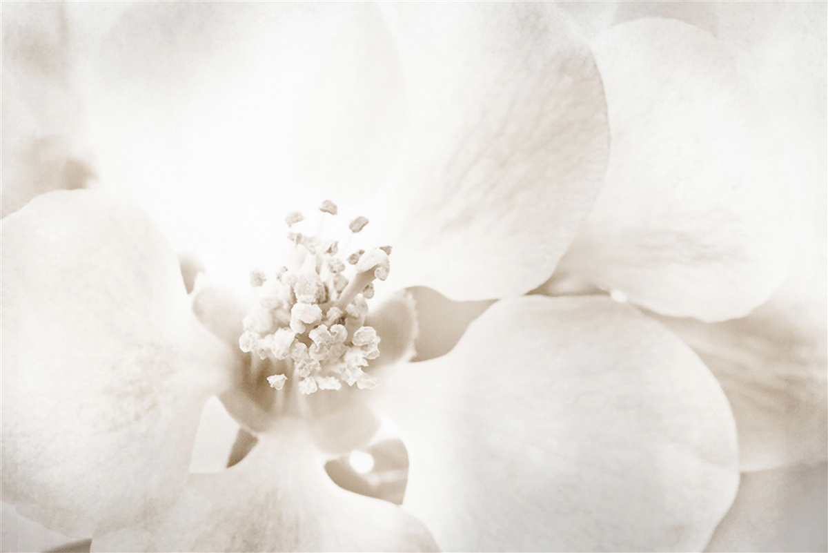 Fotobehang grote delicate orchidee knop