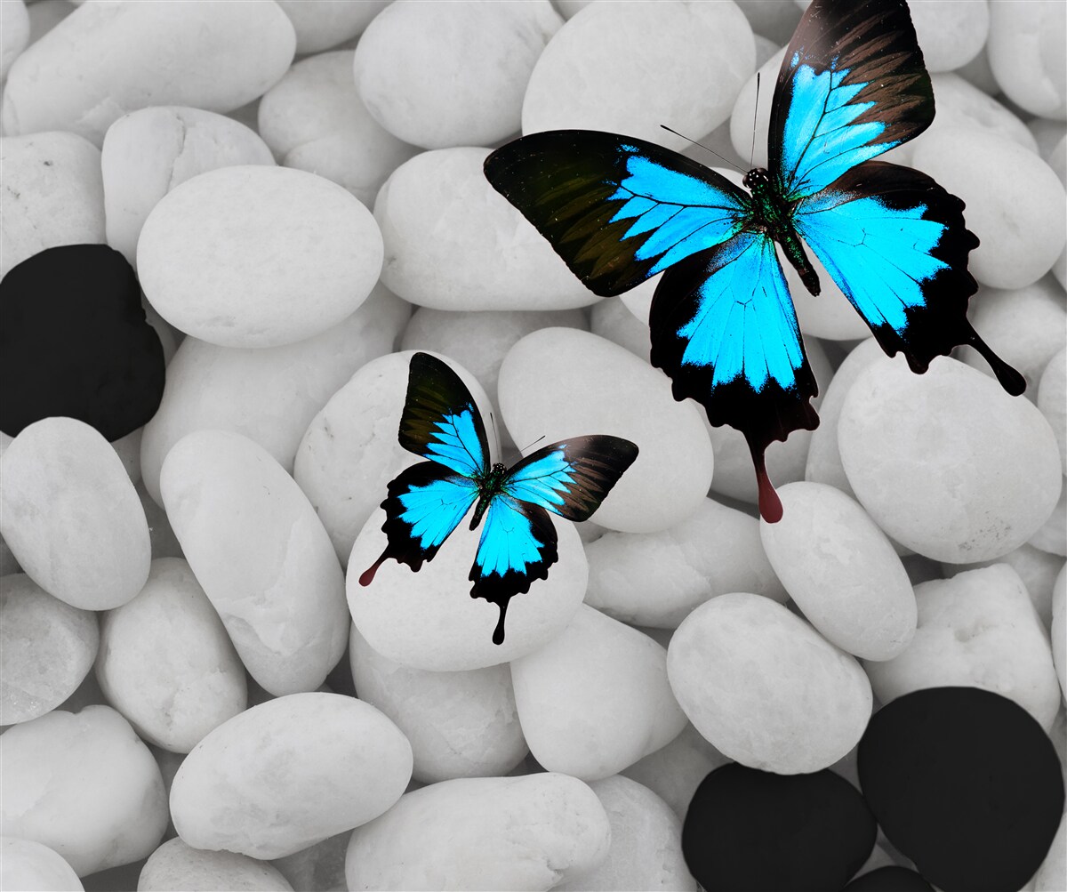 Fotobehang kleurrijke vlinders op heldere stenen