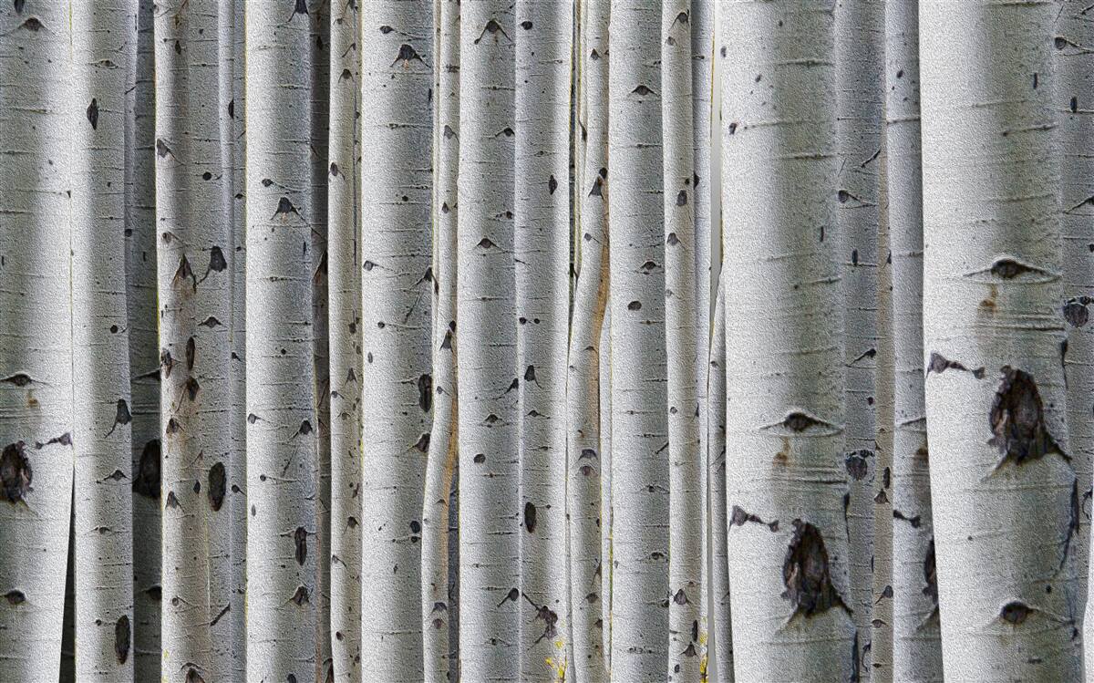 Fotobehang berkenbos