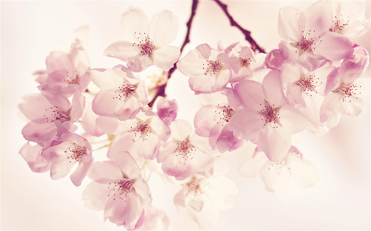 Fotobehang wilde kersenbloesems, vol delicatesse