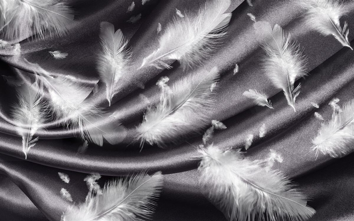 Fotobehang sneeuwwitte veren op de grijze stof