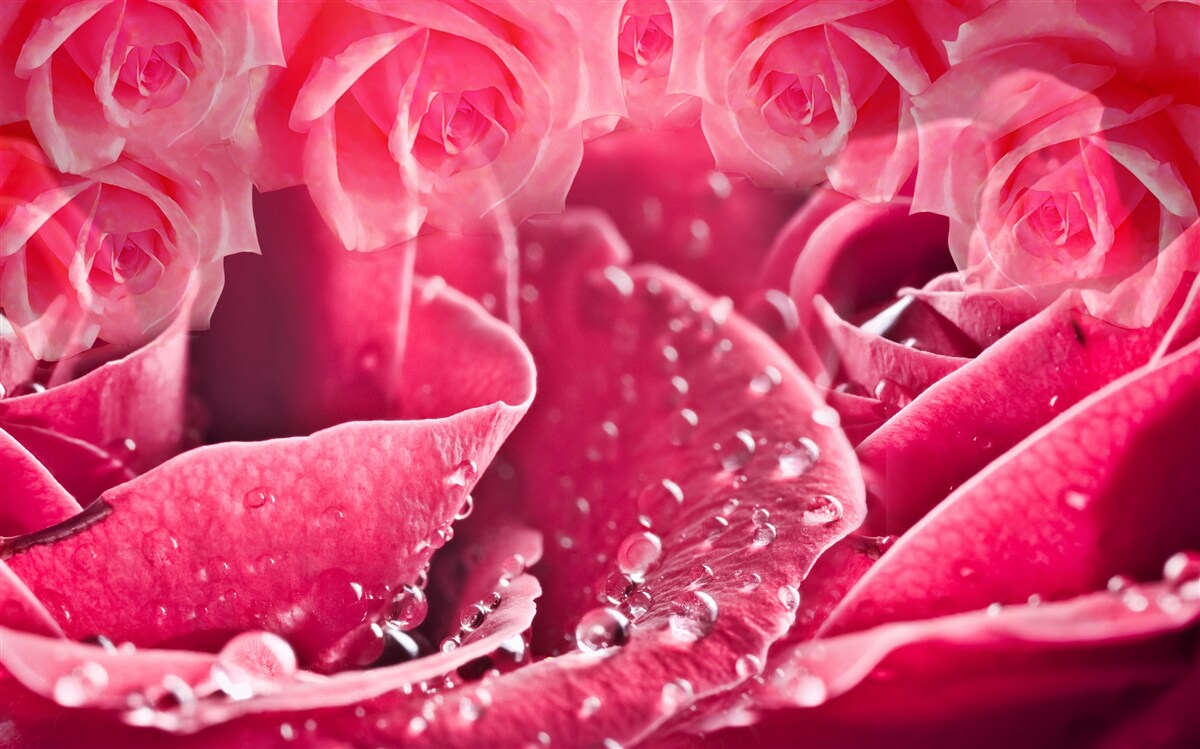 Fotobehang dauwdruppels op een roos