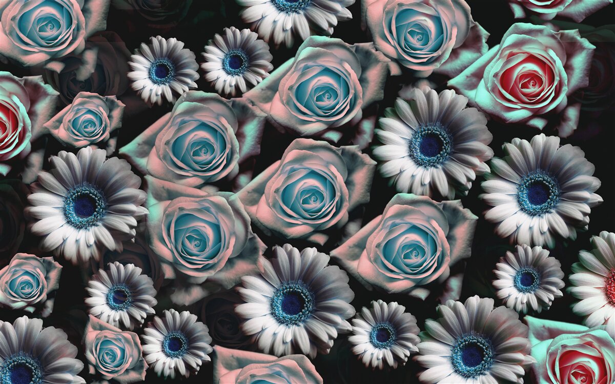 Fotobehang gerbera's en rozen op zwarte achtergrond