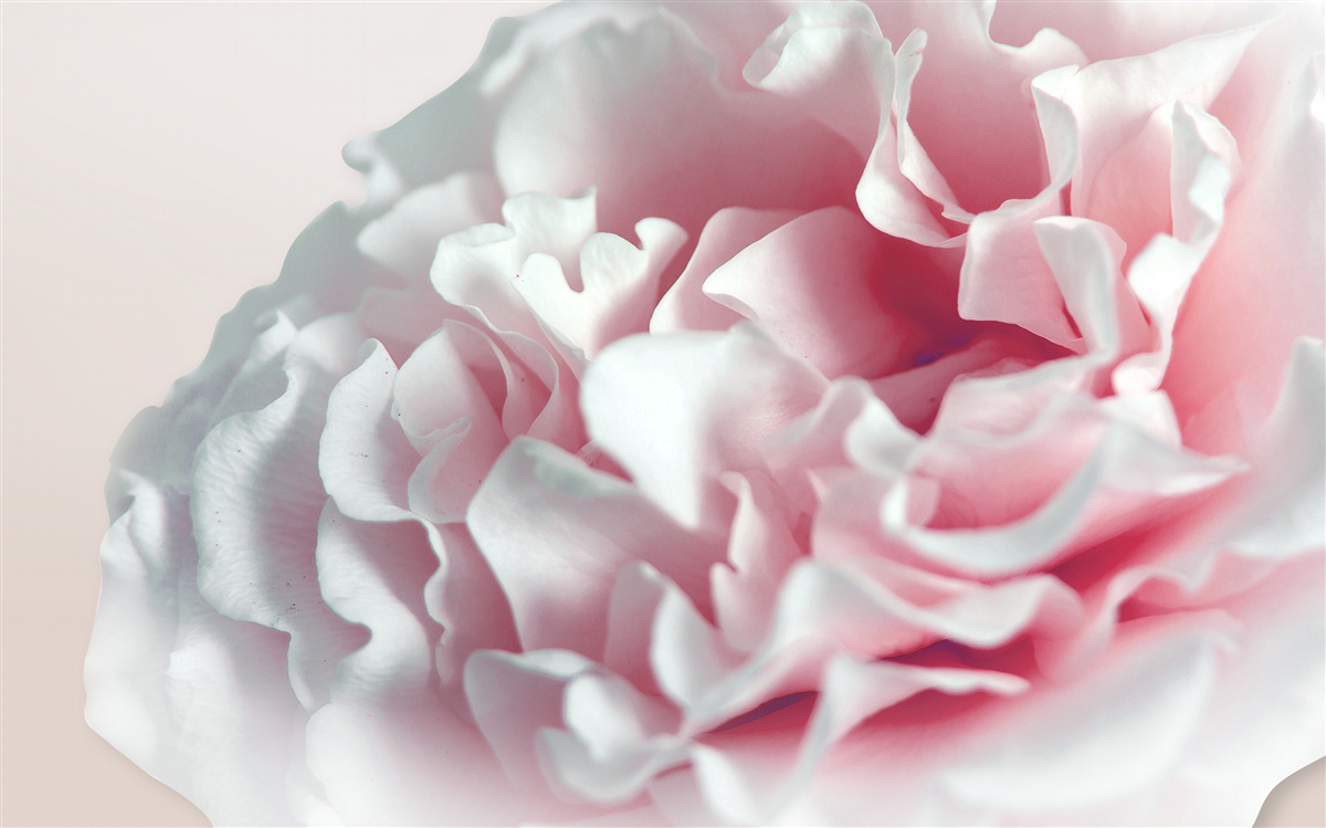 Fotobehang zachte, lichtroze donut