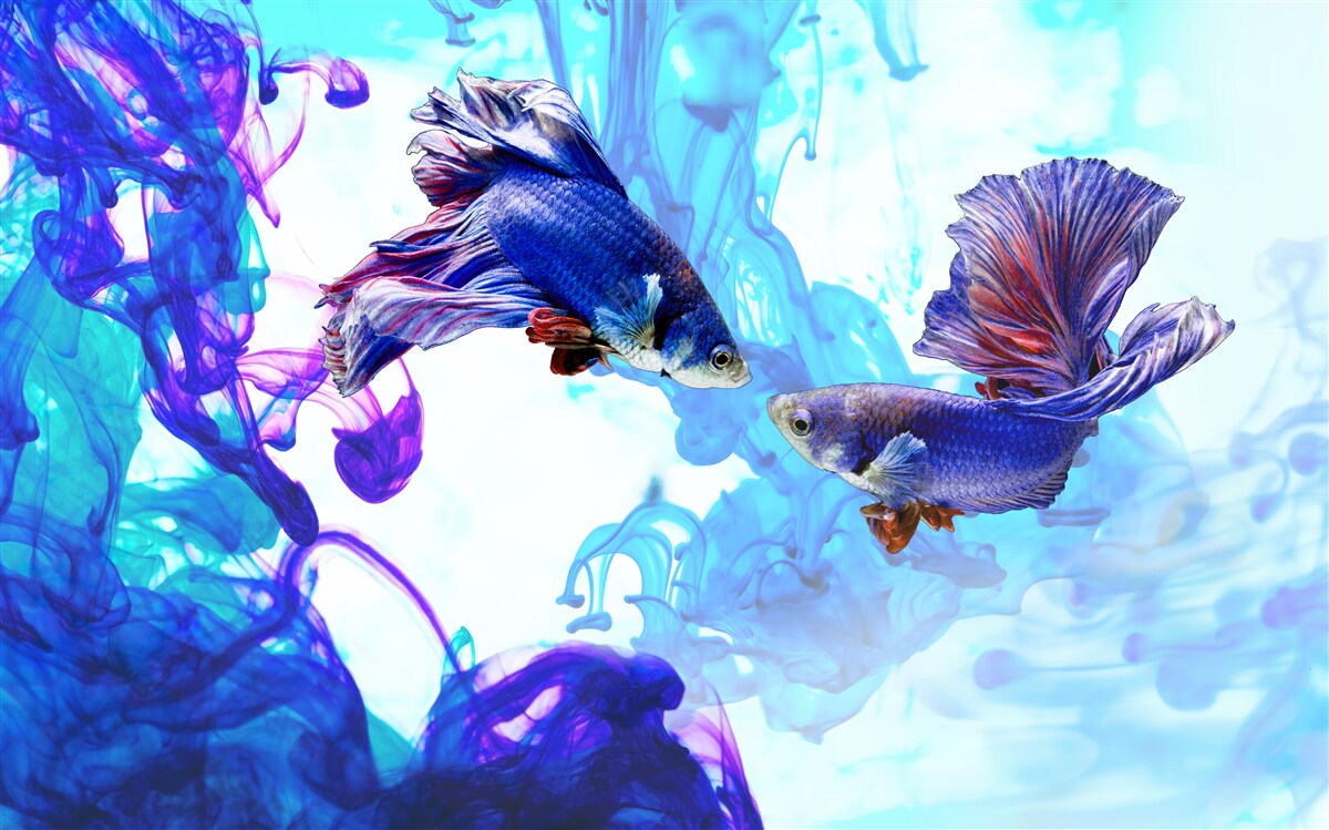 Fotobehang waterbewoners met staarten spelen in de natte elementen