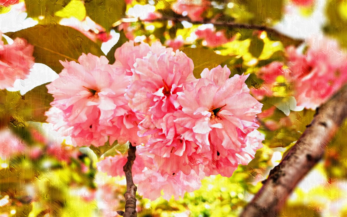 Fotobehang kanzan sakura in volle bloei