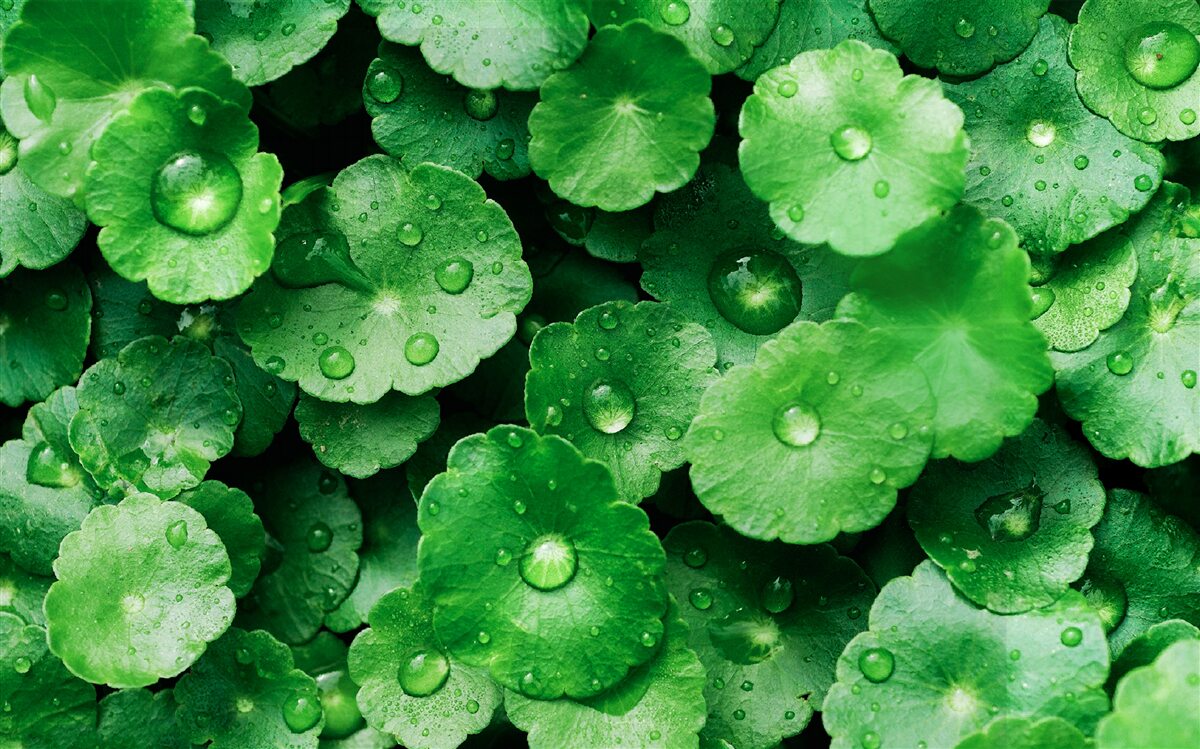 Fotobehang groene bladeren bedekt met verse waterdruppels