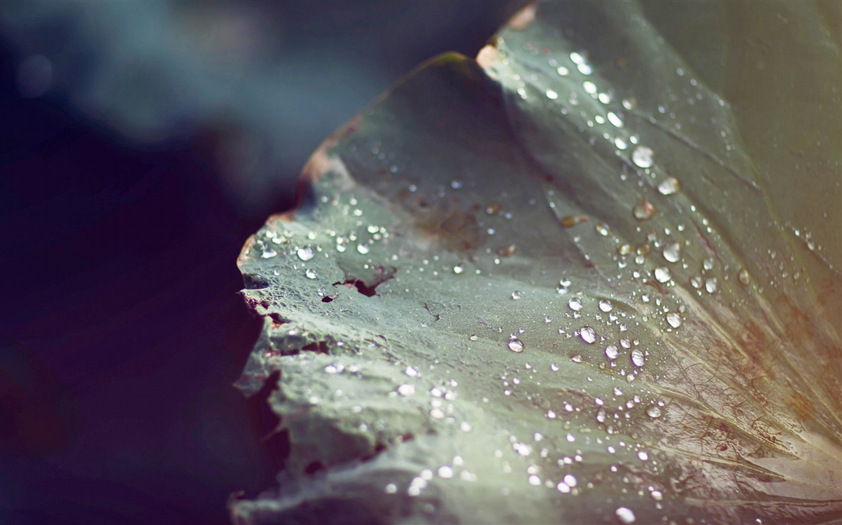 Fotobehang korrels vroege dauw op een blad