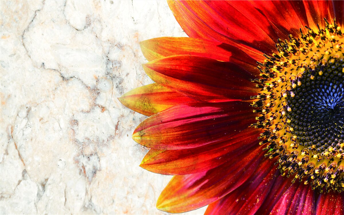 Fotobehang grote rood-oranje gerbera