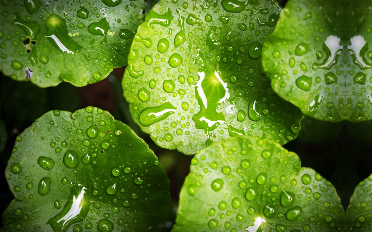 Fotobehang bladeren gewassen door regendruppels kregen een rijke groene tint