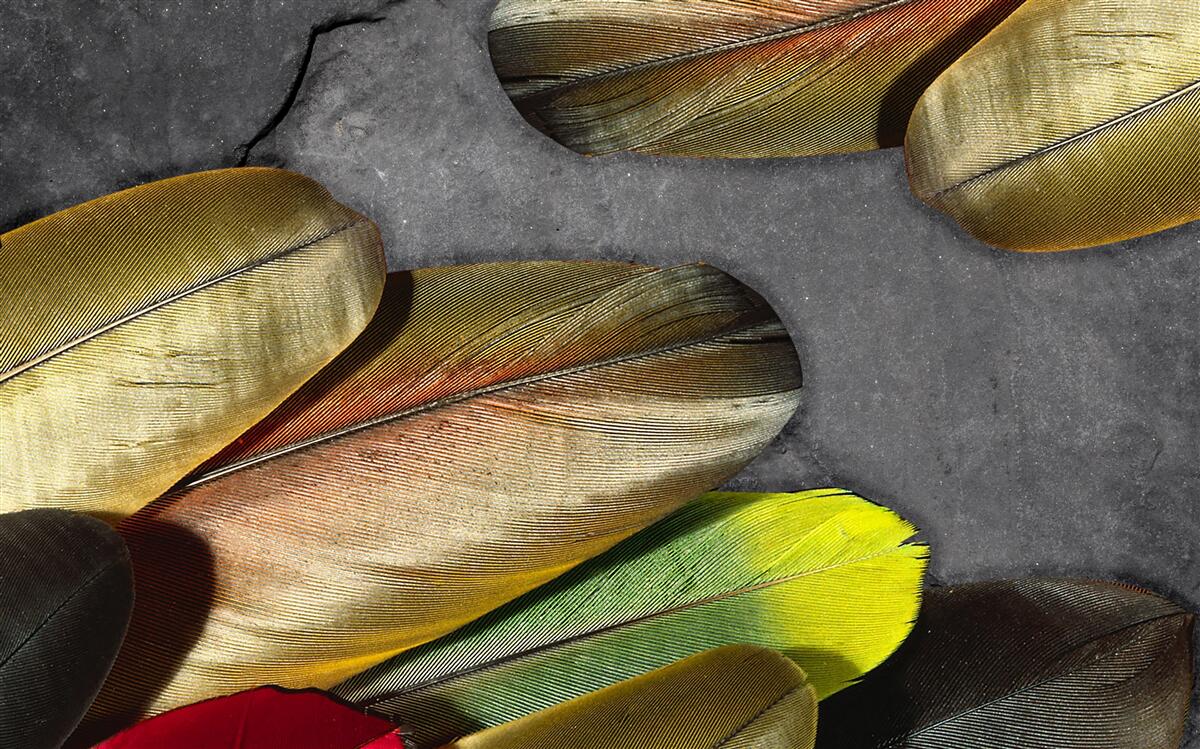 Fotobehang gouden veren glitter op grijze achtergrond