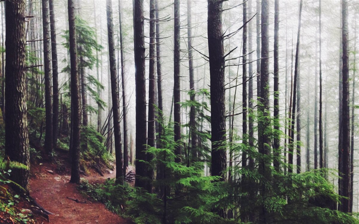 Fotobehang het mistige bos staat vol met hoge en slanke bomen