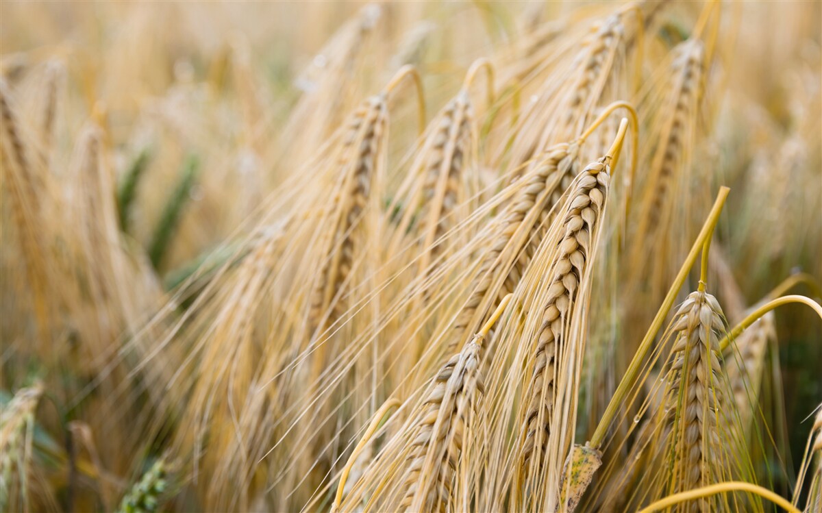 Fotobehang veld met rijpende tarwearen