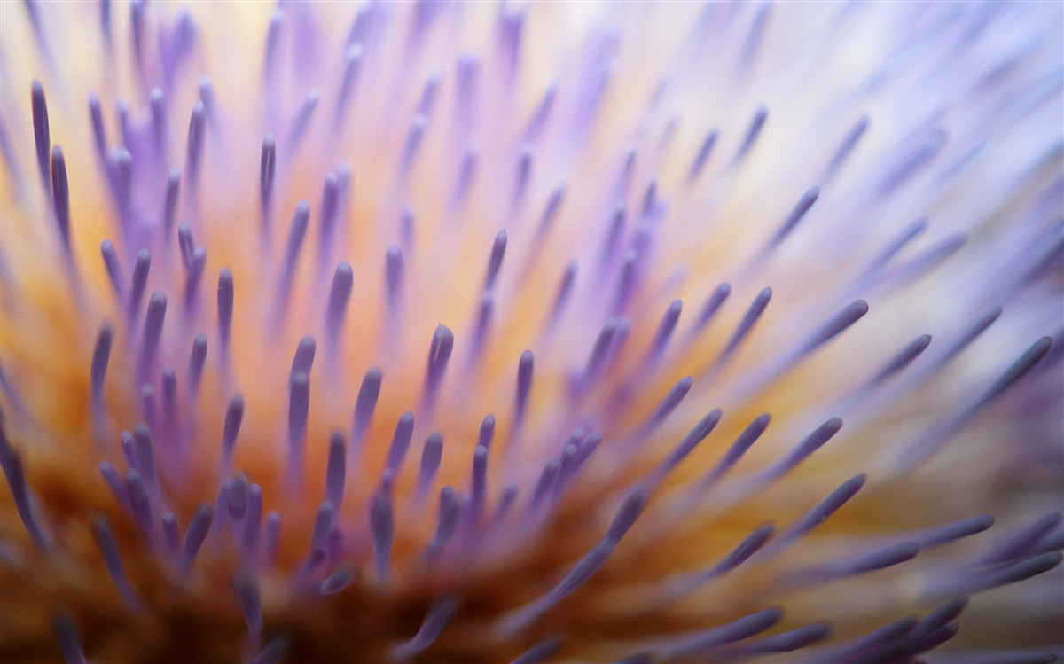 Fotobehang seringdistel uit Schotland