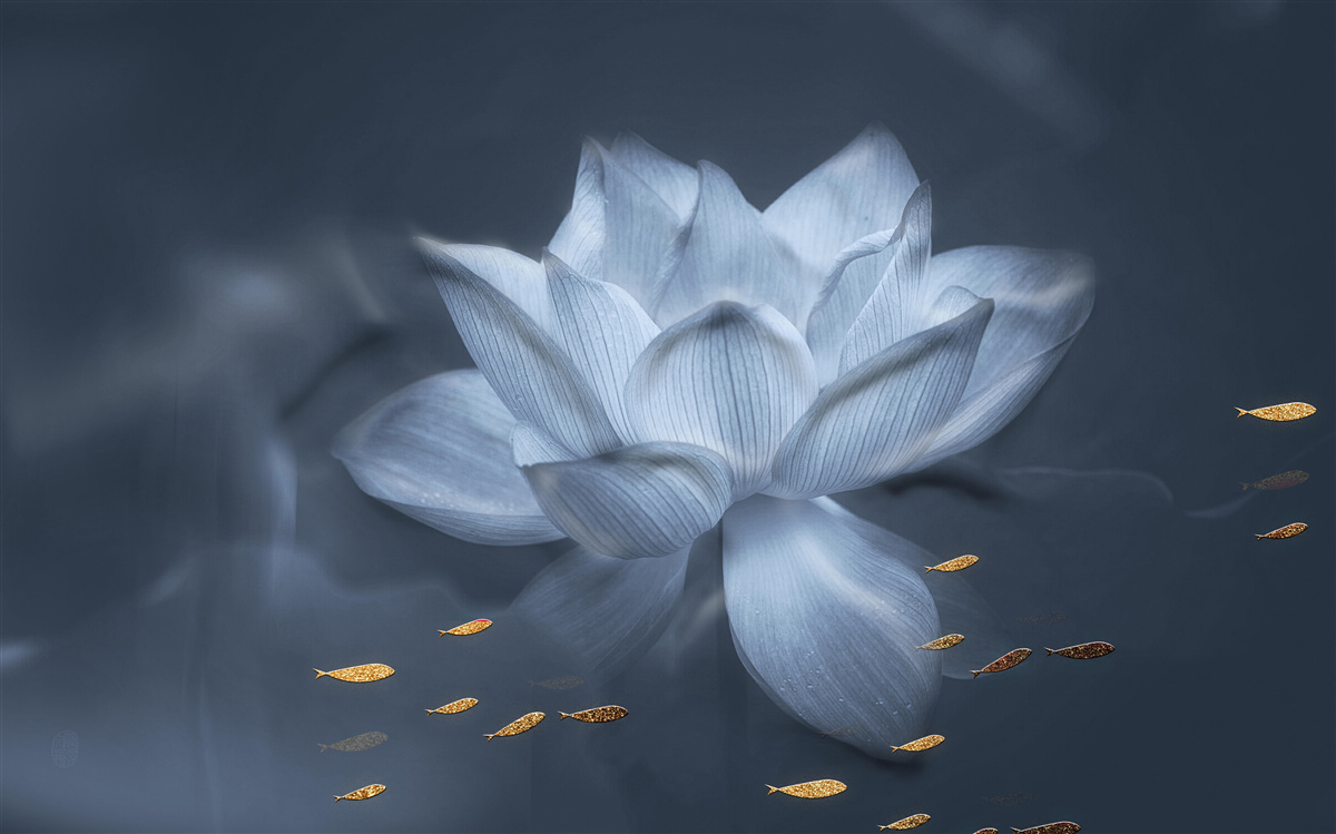 Fotobehang goudvis en witte lotus